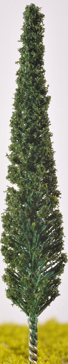 SW24 - Cypress Trees