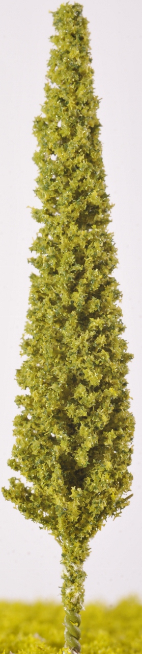 SW24 - Cypress Trees