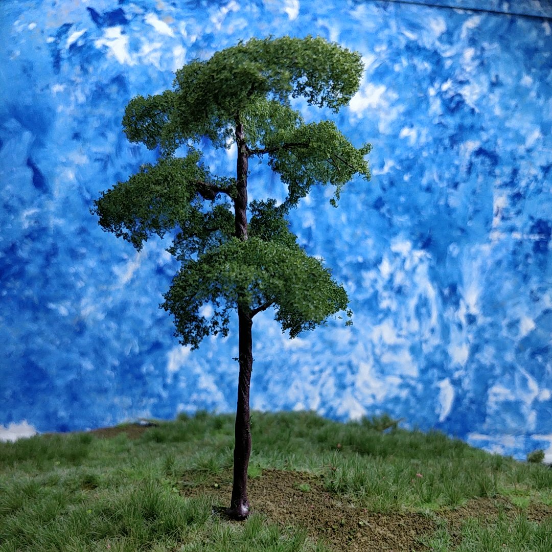 Scots Pine