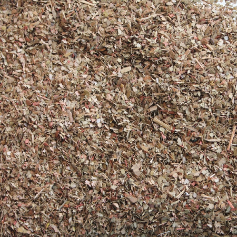 Dried Leaves - 00935