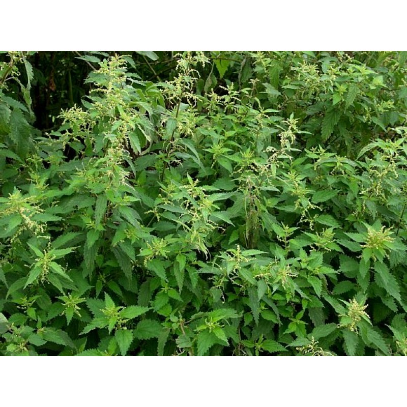 Nettles - OO/HO Scale - 00899